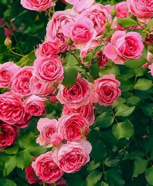 Rose Incredible Spicy