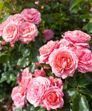 Rose Incredible Sweet