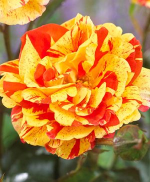 Rose Oranges & Lemons (Papagena)