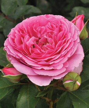 Rose Platinum Jubilee