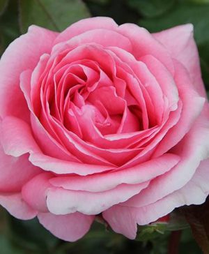 Rose Special Anniversary