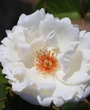 Rose Starlight Symphony