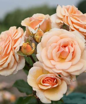 Rose Sweet Honey Rose of the Year 2020