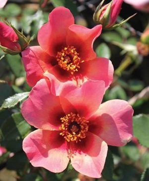 Rose of the Year 2015 For Your Eyes Only