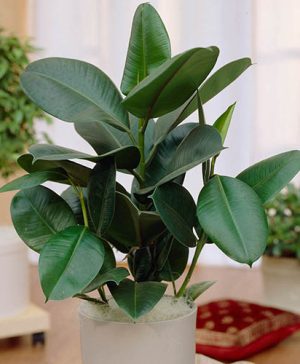 Rubber Plant Ficus elastica Robusta