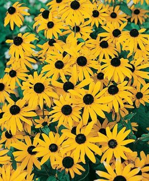 Rudbeckia fulgida Goldsturm Black Eyed Susan