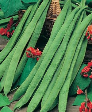Runner Bean Polestar (Stringless) Seeds