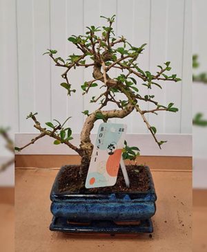S Shaped Bonsai Tree With Ceramic Pot