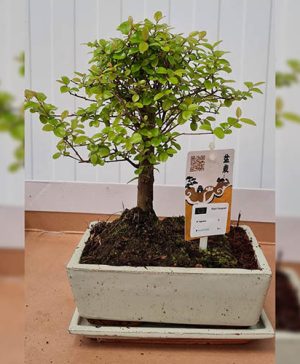 Sageretia Bonsai Ball