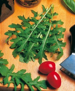 Salad Rocket Seeds
