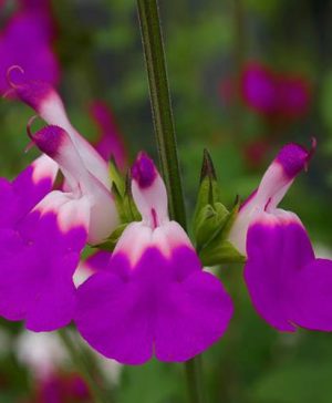 Salvia Amethyst Lips