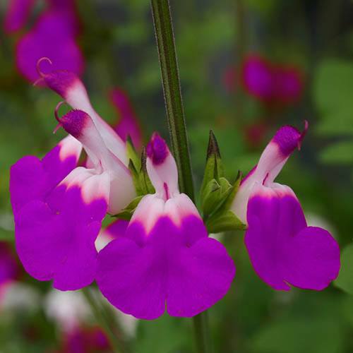 Salvia Amethyst Lips