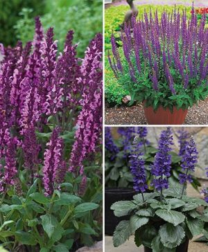 Salvia Collection
