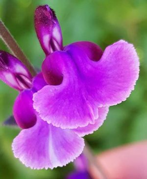 Salvia Oriental Dove