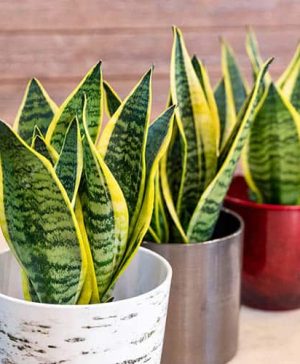Sansevieria trifasciata Laurentii