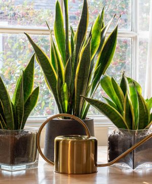 Sansevieria zeylanica