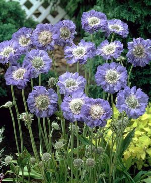 Scabiosa caucasica Fama Deep Blue