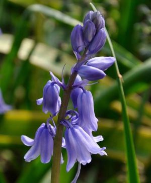Scilla campanulata (Spanish bluebell)