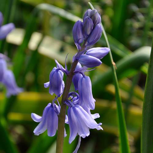 Scilla campanulata (Spanish bluebell)