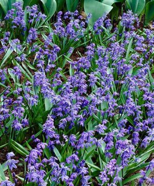 Scilla siberica (Siberian squill)
