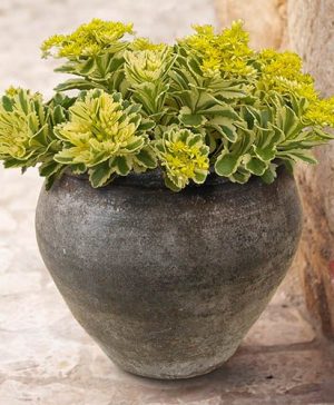 Sedum takesimense Atlantis Stonecrop