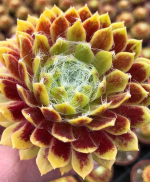 Sempervivum Lemon Flare