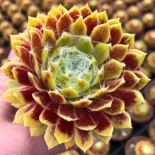 Sempervivum Lemon Flare