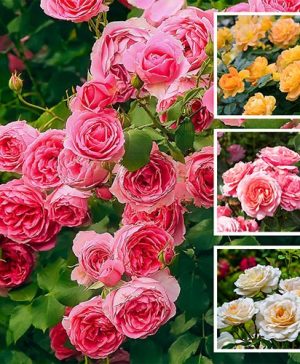 Set of 4 Rose Incredible