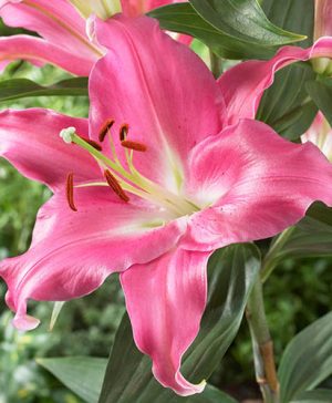 Skyscraper Lily Amarossi (Red) - pack of 5 bulbs size 14/16