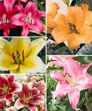 Skyscraper Lily Collection