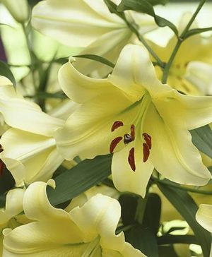 Skyscraper Lily Conca dOr