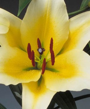 Skyscraper Lily Manissa