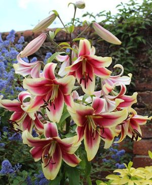 Skyscraper Lily Matisse