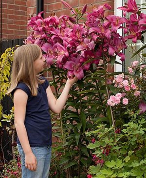 Skyscraper Lily Robina