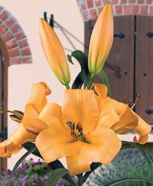 Skyscraper Lily Salterello