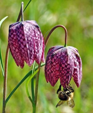 Snakeshead Fritillary (Fritillaria meleagris)