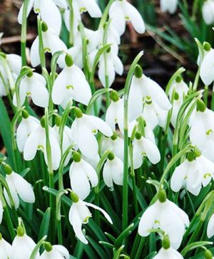 Snowdrop - Galanthus nivalis