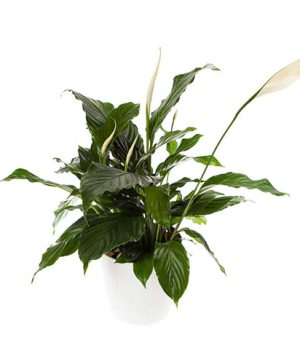 Spathiphyllum Peace Lily with Pot