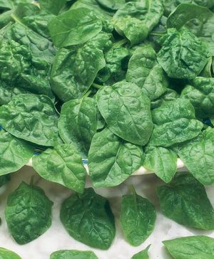 Spinach Samish F1 Seeds