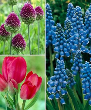 Spring Bulb Collection