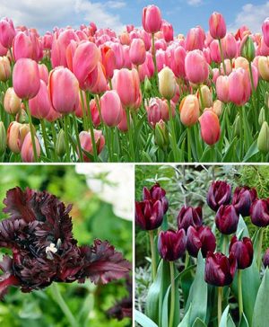 Spring Storm Tulip Collection