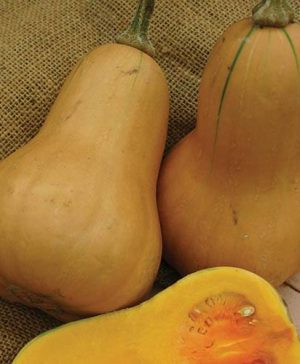 Squash (Butternut) Hawk F1 Seeds