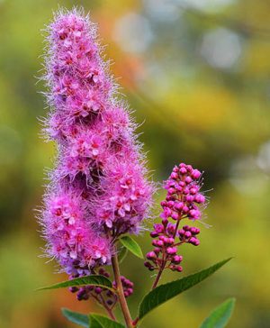 Steeple Bush Spiraea douglasii