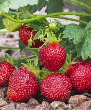 Strawberry Calypso Pack