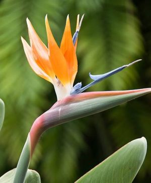 Strelitzia reginae - Bird of Paradise
