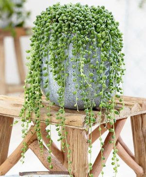String of Beads (Senecio herreianus)