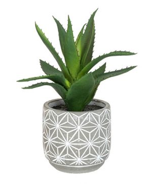 Stylish Potted Cacti