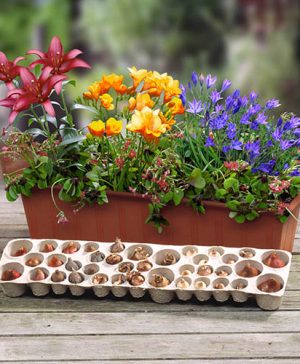 Summer Flowering Balcony Plant-O-Mat