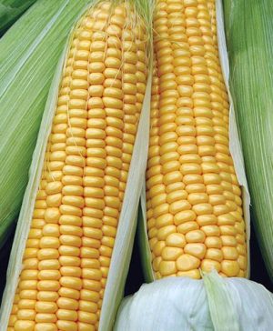 Sweet Corn Swift F1 Seeds
