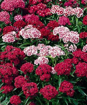 Sweet William Dianthus Indian Carpet